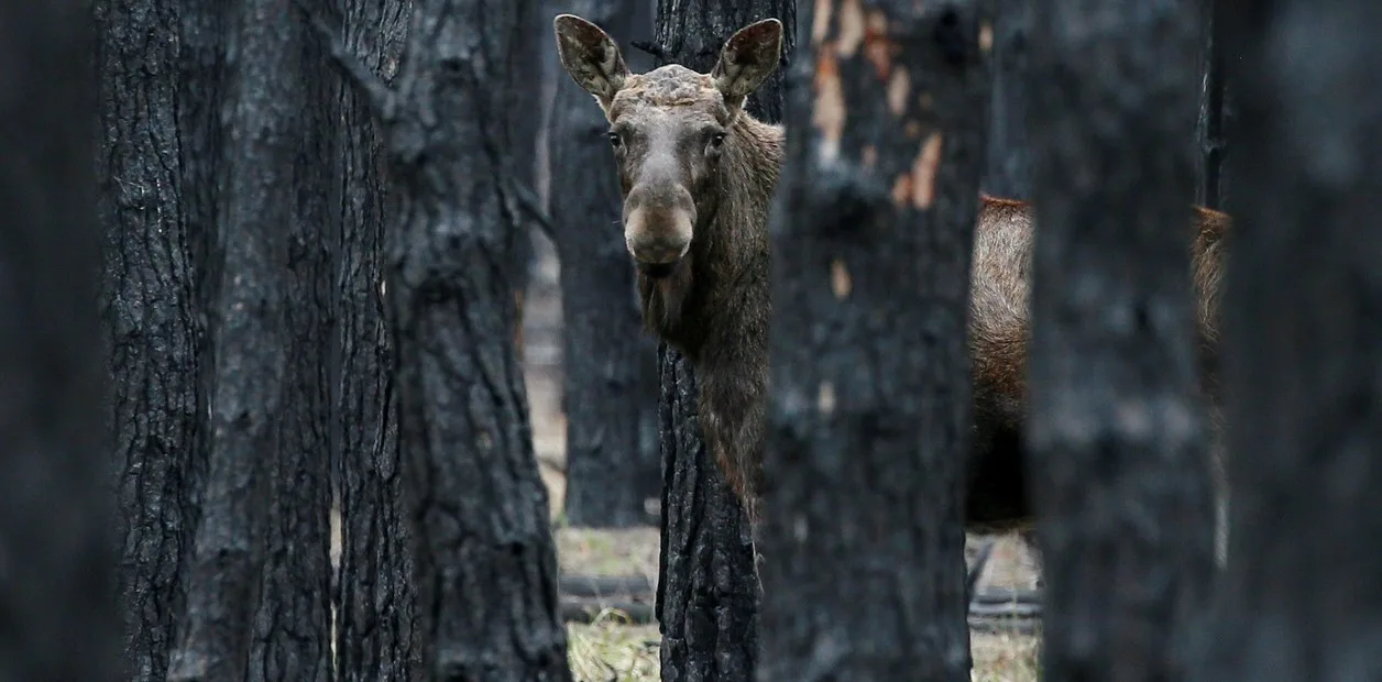 Chernóbil y la DMZ coreana: santuarios de vida silvestre por accidente
