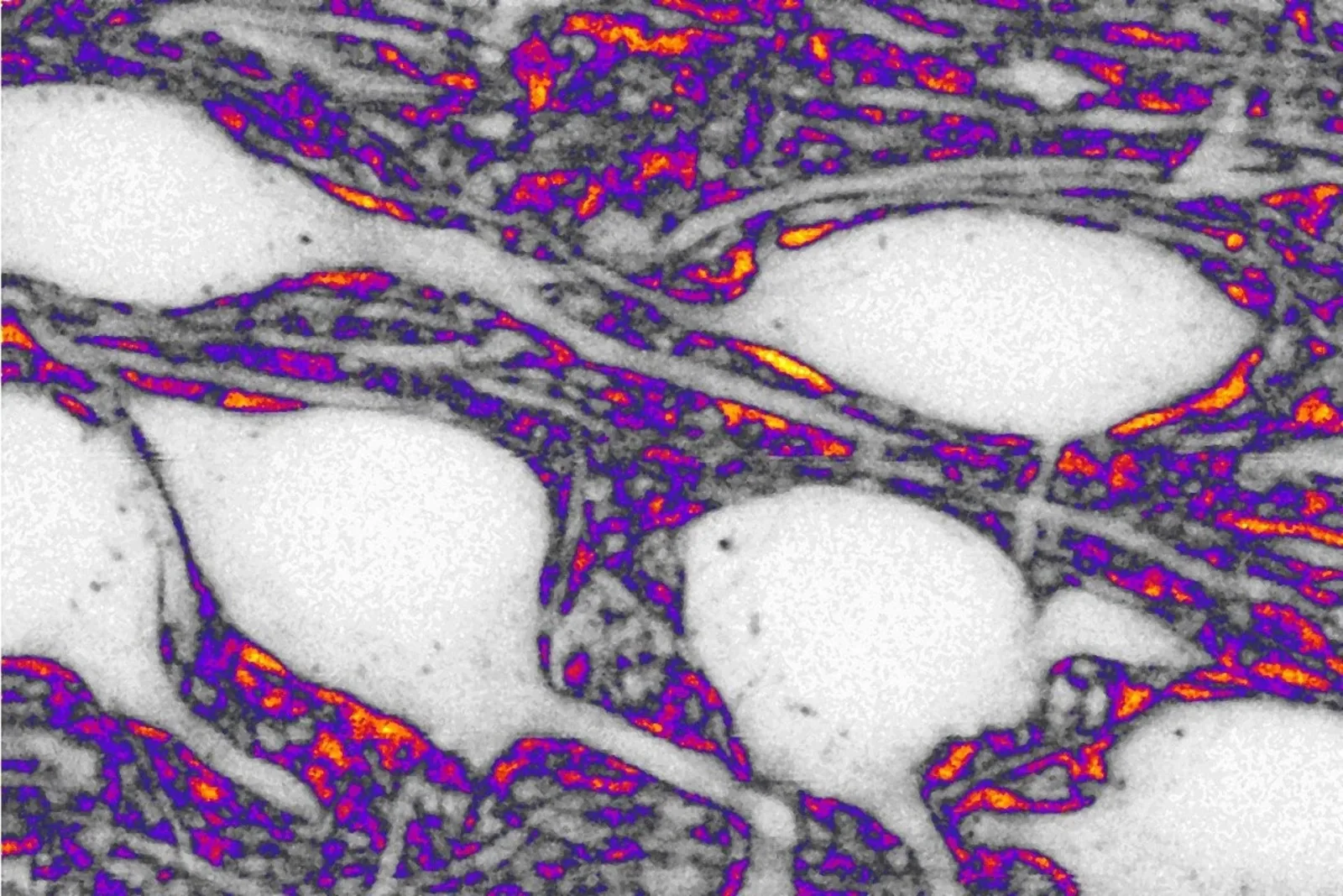 El espacio entre neuronas juega un papel activo en la comunicación cerebral