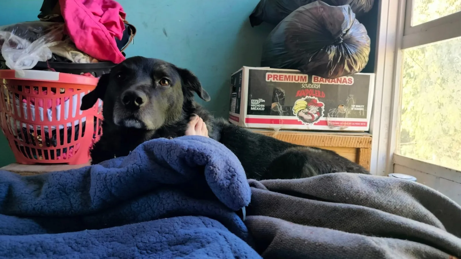 El Estado de México ofrece esterilización gratuita para mascotas en Tlalnepantla