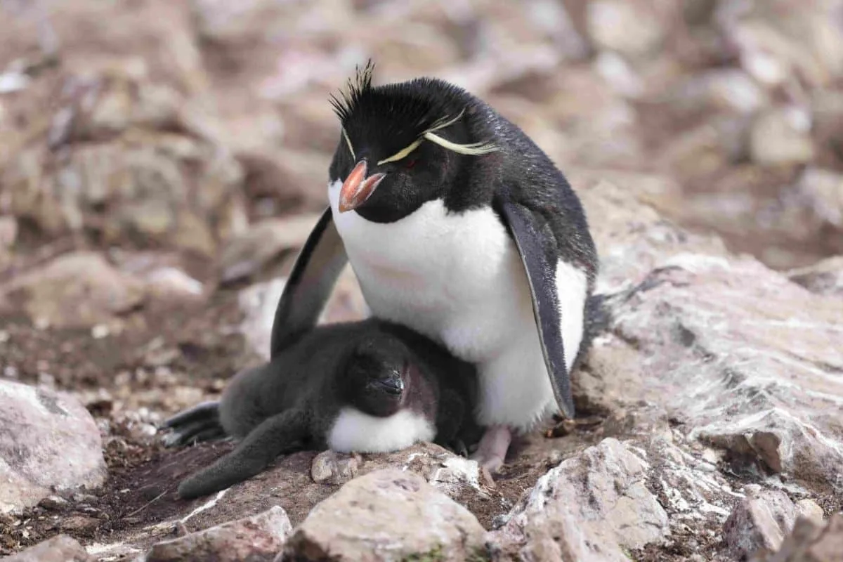 El pingüino penacho amarillo: centinela de cambios en el océano argentino