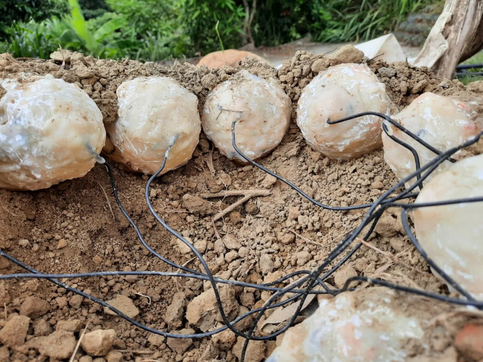 Descubren en China embriones de dinosaurio de 190 millones de años con proteínas preservadas