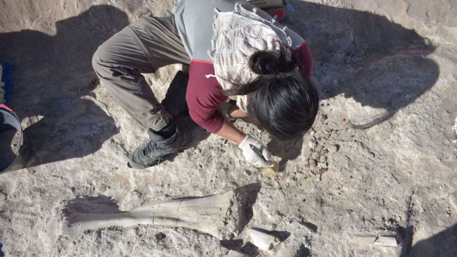 Descubren restos de dinosaurio saurópodo en Cinco Saltos, Río Negro