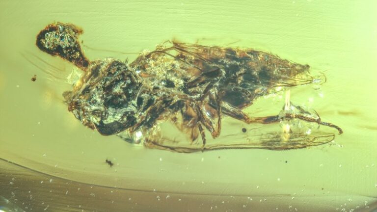 ancient-zombie-fungus-found-in-amber-reveals-prehistoric-parasitic-behavior