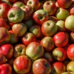 are-apples-truly-the-key-to-better-health-