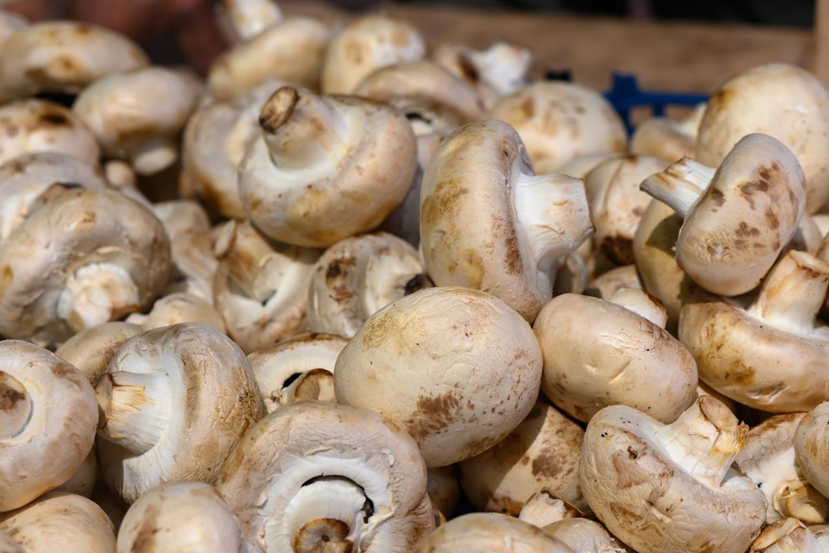 Breakthrough in Composting Enhances Crop Growth