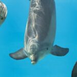 dolphins-signature-whistles-may-reveal-hidden-information