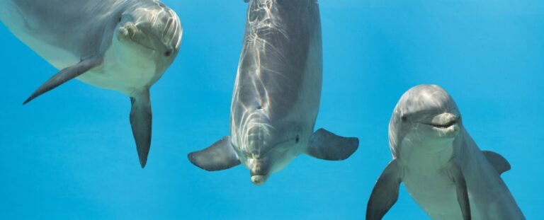 dolphins-signature-whistles-may-reveal-hidden-information