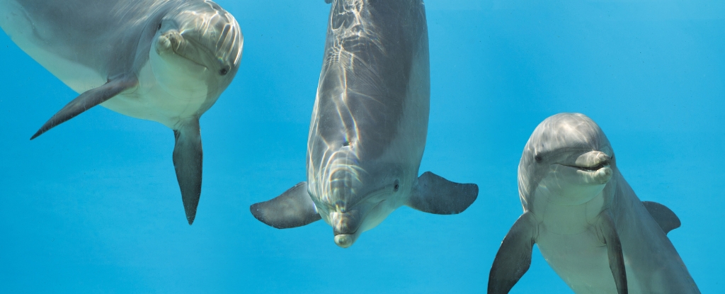 dolphins-signature-whistles-may-reveal-hidden-information
