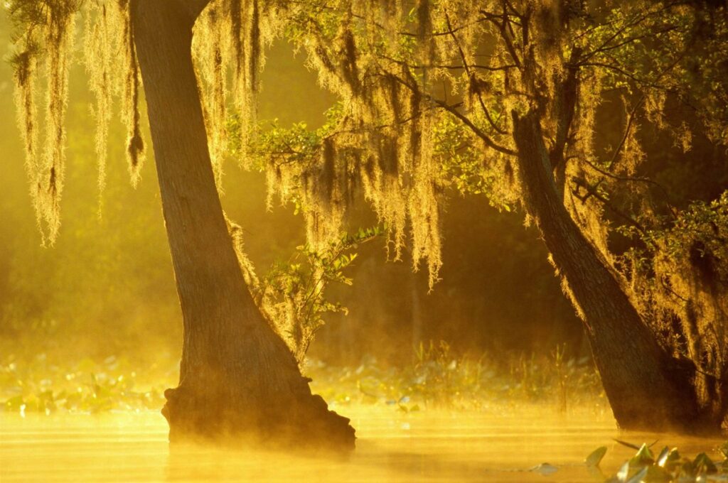 georgia-swamp-alligators-show-alarming-mercury-levels