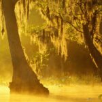georgia-swamp-alligators-show-alarming-mercury-levels