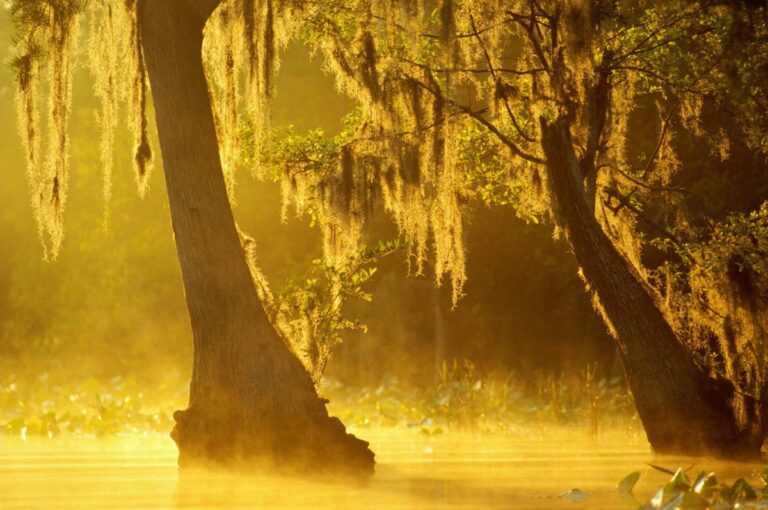 georgia-swamp-alligators-show-alarming-mercury-levels