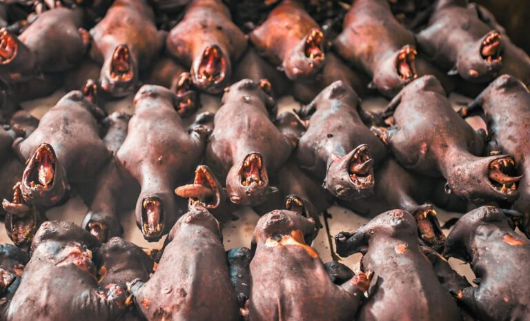 new-bat-viruses-in-china-raise-alarms-over-human-and-livestock-health-risks