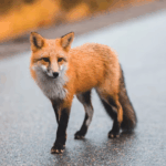 rabid-fox-bites-man-in-wake-county-tests-positive-for-rabies