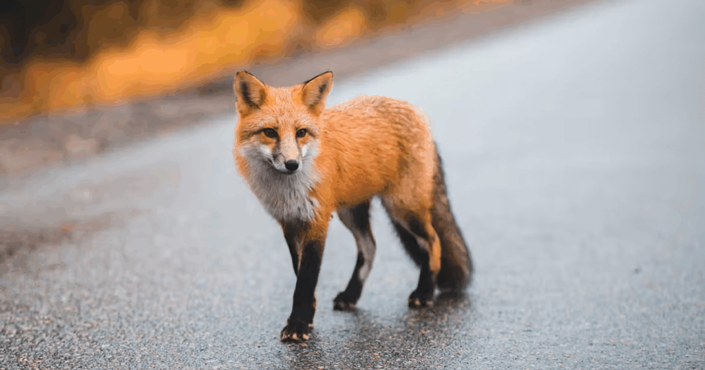 rabid-fox-bites-man-in-wake-county-third-incident-this-month