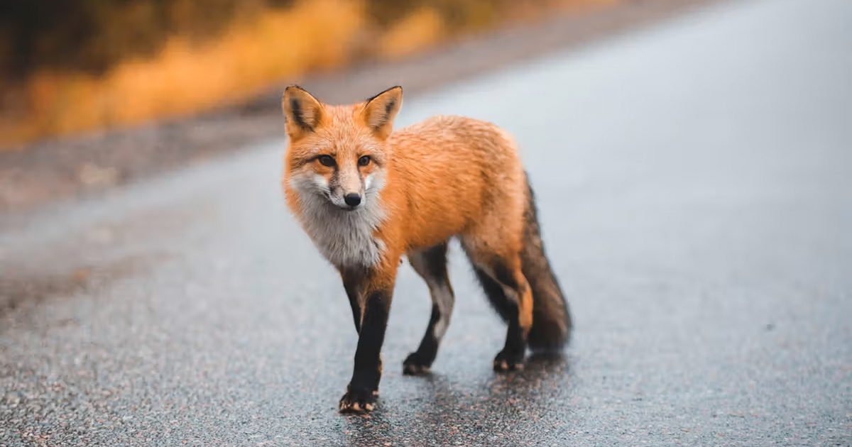 Rabid Fox Bites Man in Wake County: Third Incident This Month