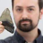 study-reveals-megalodon-s-diverse-diet-more-than-just-whale-hunter