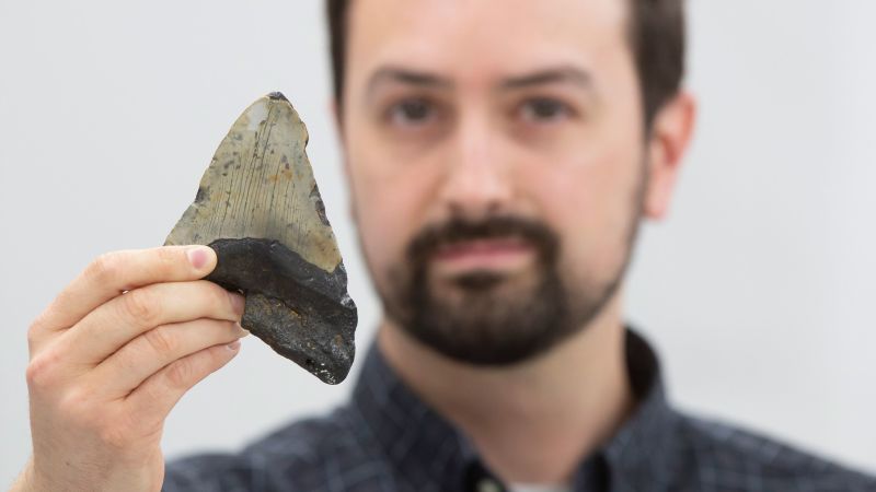 study-reveals-megalodon-s-diverse-diet-more-than-just-whale-hunter
