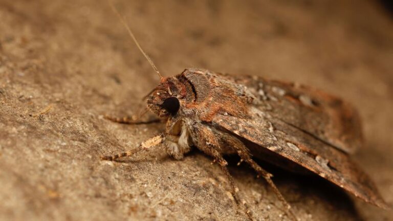 tiny-moth-navigates-620-miles-using-stars