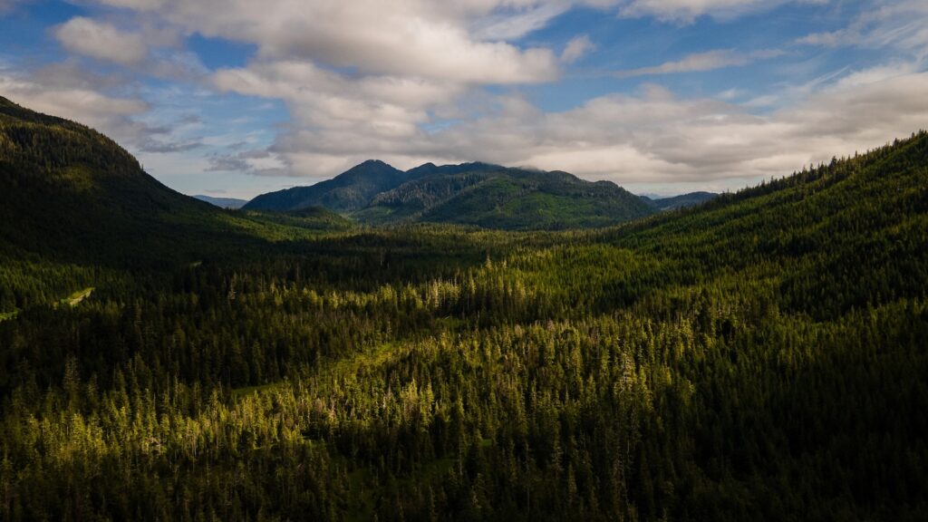 trump-administration-moves-to-repeal-forest-protections