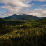 trump-administration-moves-to-repeal-forest-protections