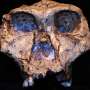 ancient-tooth-enamel-reveals-insights-on-paranthropus-robustus