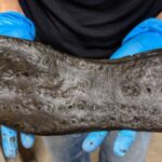 archaeologists-unearth-giant-shoes-at-hadrian-s-wall-fort