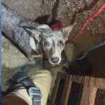 arizona-dog-rescued-from-100-foot-mine-shaft-by-heroic-team
