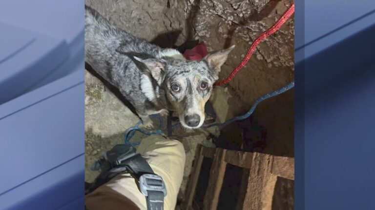 arizona-dog-rescued-from-100-foot-mine-shaft-by-heroic-team