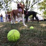bowling-green-unveils-ridge-street-dog-park-a-new-haven-for-pets