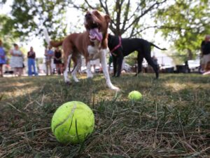 bowling-green-unveils-ridge-street-dog-park-a-new-haven-for-pets