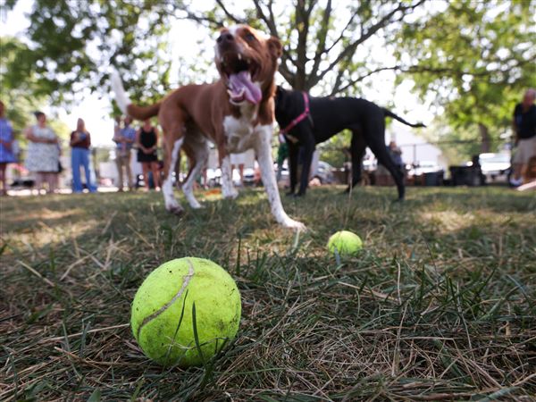 bowling-green-unveils-ridge-street-dog-park-a-new-haven-for-pets