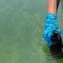 California Develops New Method to Monitor Toxic Algal Blooms