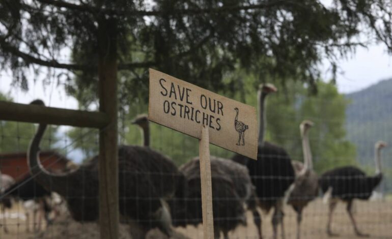 Canada Plans to Euthanize 400 Ostriches Amid Avian Flu Outbreak