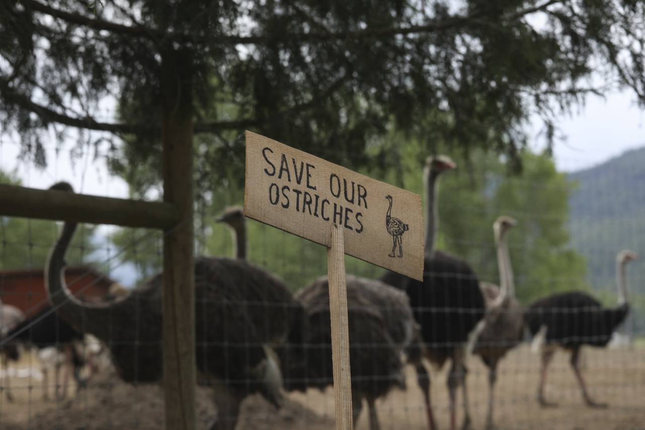 Canada Plans to Euthanize 400 Ostriches Amid Avian Flu Outbreak
