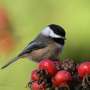chickadees-reveal-spatial-memory-through-visual-cues-study-shows