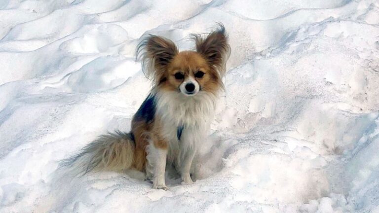 chihuahua-leads-rescuers-to-owner-after-crevasse-fall-in-switzerland