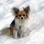 chihuahua-rescues-owner-from-crevasse-in-swiss-glacier-incident