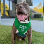 dog-finds-forever-home-after-588-days-in-shelter-euthanasia-averted