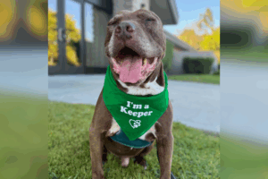 dog-finds-forever-home-after-588-days-in-shelter-euthanasia-averted