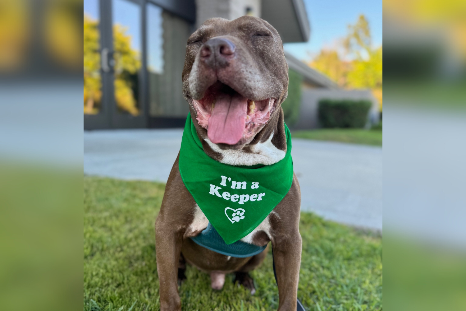 Dog Finds Forever Home After 588 Days in Shelter, Euthanasia Averted