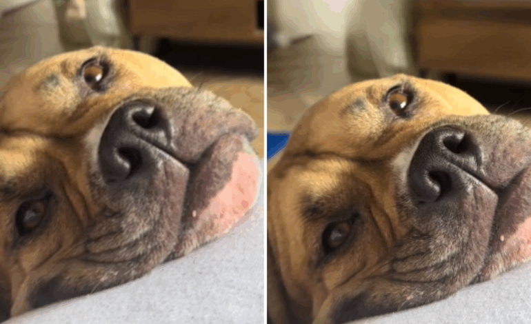 Heartwarming Rescue: Dog’s Adoration for Owner Goes Viral Now