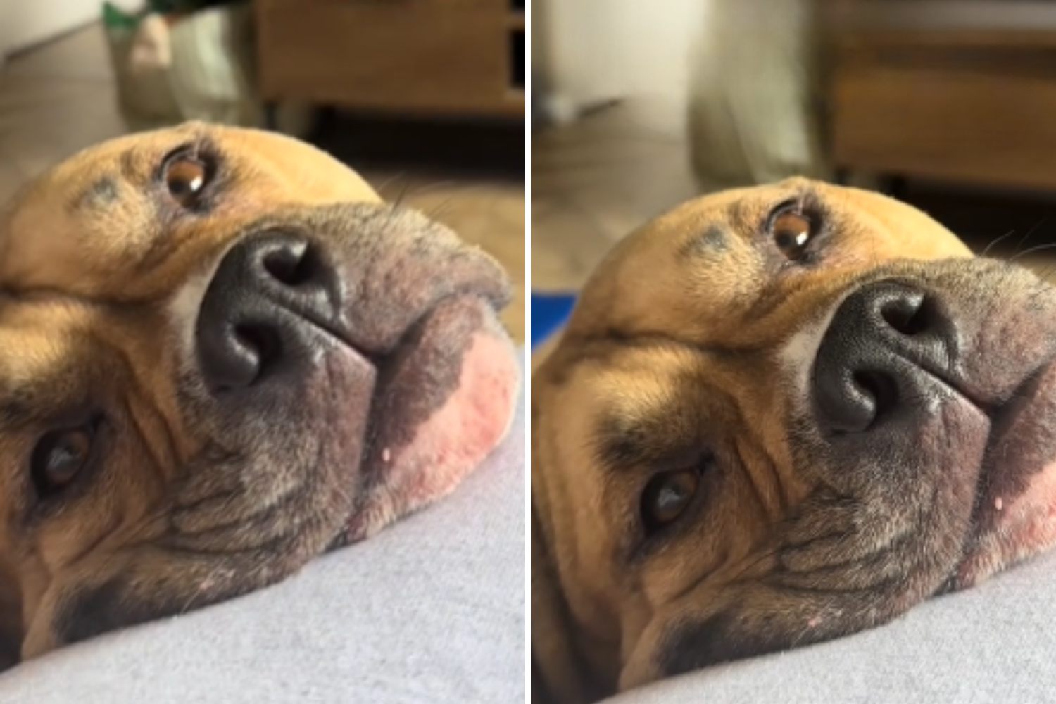 Heartwarming Rescue: Dog’s Adoration for Owner Goes Viral Now