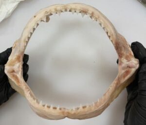 illegal-shark-trade-thrives-in-australia-and-new-zealand-study-reveals