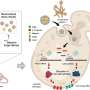 innovative-gene-based-nanotherapy-targets-drug-resistant-candida-infections