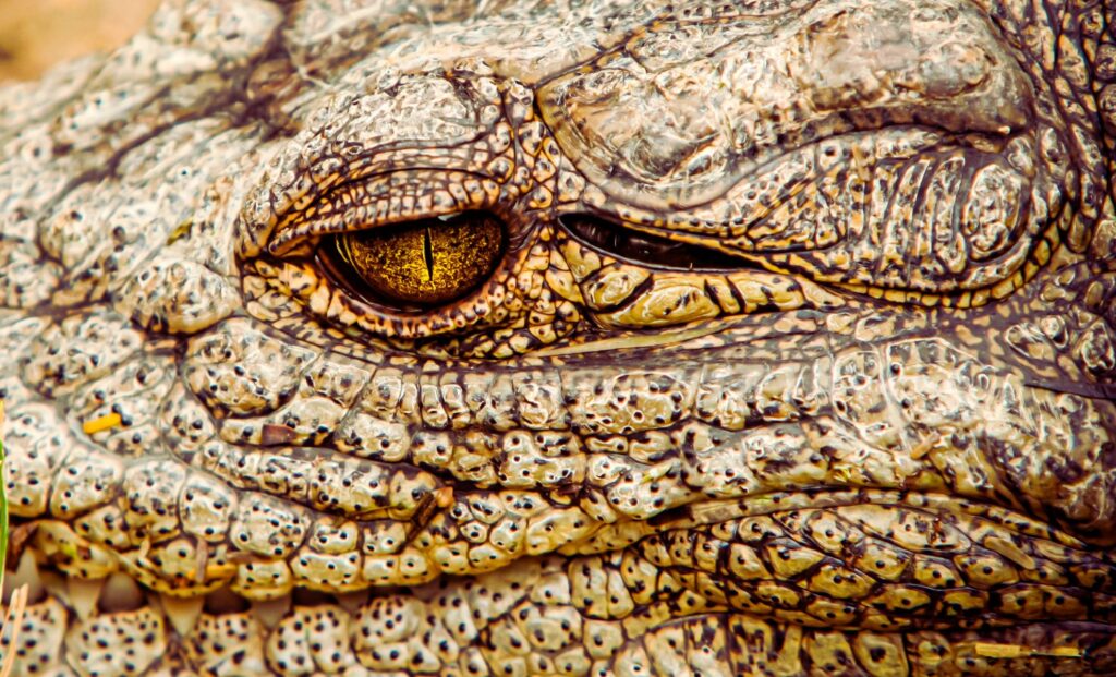 meet-henry-the-world-s-oldest-crocodile-a-testament-to-longevity