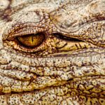 meet-henry-the-world-s-oldest-crocodile-a-testament-to-longevity