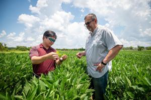 mississippi-state-unites-with-10-universities-to-tackle-weeds