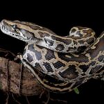 new-cell-discovery-reveals-how-pythons-digest-prey-bones