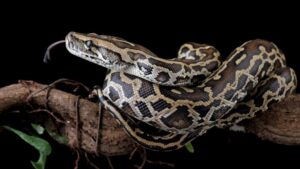 new-cell-discovery-reveals-how-pythons-digest-prey-bones