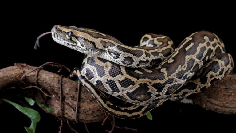 new-cell-discovery-reveals-how-pythons-digest-prey-bones